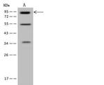 MLPH Antibody in Western Blot (WB)