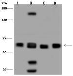 MUT Antibody in Western Blot (WB)