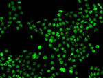 MNAT1 Antibody in Immunocytochemistry (ICC/IF)