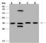 MNAT1 Antibody in Western Blot (WB)