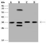 MNAT1 Antibody in Western Blot (WB)