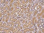 MRI1 Antibody in Immunohistochemistry (Paraffin) (IHC (P))