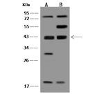 MRI1 Antibody in Western Blot (WB)