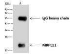 MRPL11 Antibody in Immunoprecipitation (IP)