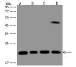 MRPL11 Antibody in Western Blot (WB)