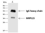 MRPL15 Antibody in Immunoprecipitation (IP)