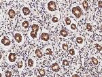 MRPL9 Antibody in Immunohistochemistry (Paraffin) (IHC (P))