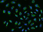 MRPS23 Antibody in Immunocytochemistry (ICC/IF)