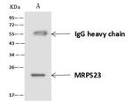 MRPS23 Antibody in Immunoprecipitation (IP)