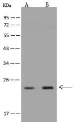 MRPS23 Antibody in Western Blot (WB)