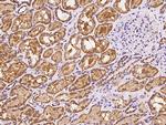 MRPS5 Antibody in Immunohistochemistry (Paraffin) (IHC (P))