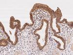 MRPS5 Antibody in Immunohistochemistry (Paraffin) (IHC (P))