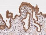 MRPS5 Antibody in Immunohistochemistry (Paraffin) (IHC (P))