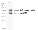 MRPS5 Antibody in Immunoprecipitation (IP)