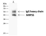 MRPS5 Antibody in Immunoprecipitation (IP)