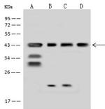 MRPS5 Antibody in Western Blot (WB)