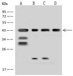 MRPS5 Antibody in Western Blot (WB)