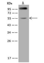 MSTO1 Antibody in Western Blot (WB)