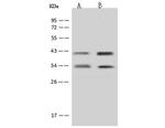 MTG1 Antibody in Western Blot (WB)