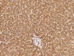 MTHFS Antibody in Immunohistochemistry (Paraffin) (IHC (P))