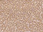 NDUFA5 Antibody in Immunohistochemistry (Paraffin) (IHC (P))