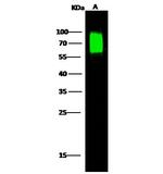 Nectin 2 Antibody in Western Blot (WB)