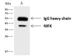 NIFK Antibody in Immunoprecipitation (IP)