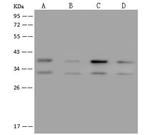 NIFK Antibody in Western Blot (WB)