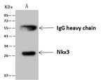 Nkx3.1 Antibody in Immunoprecipitation (IP)