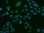 NLRX1 Antibody in Immunocytochemistry (ICC/IF)