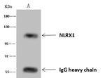 NLRX1 Antibody in Immunoprecipitation (IP)