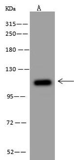 NLRX1 Antibody in Western Blot (WB)