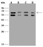 P4HA2 Antibody in Western Blot (WB)