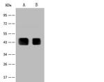 PAX2 Antibody in Western Blot (WB)