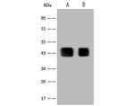 PAX2 Antibody in Western Blot (WB)