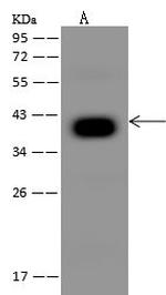 PDSS2 Antibody in Western Blot (WB)