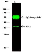 PDX1 Antibody in Immunoprecipitation (IP)