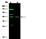 PDX1 Antibody in Western Blot (WB)