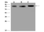 PGM2 Antibody in Western Blot (WB)