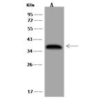 Pirin Antibody in Western Blot (WB)