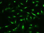 PLCD1 Antibody in Immunocytochemistry (ICC/IF)