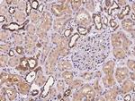 PLCD1 Antibody in Immunohistochemistry (Paraffin) (IHC (P))