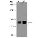 PLCD1 Antibody in Western Blot (WB)