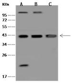 POLB Antibody in Western Blot (WB)