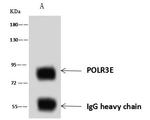 POLR3E Antibody in Immunoprecipitation (IP)