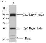 Cyclophilin A Antibody in Immunoprecipitation (IP)