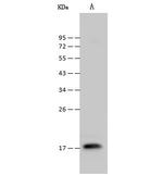 Cyclophilin A Antibody in Western Blot (WB)