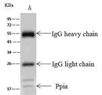 Cyclophilin A Antibody in Immunoprecipitation (IP)