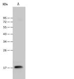 Cyclophilin A Antibody in Western Blot (WB)