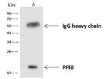 Cyclophilin B Antibody in Immunoprecipitation (IP)